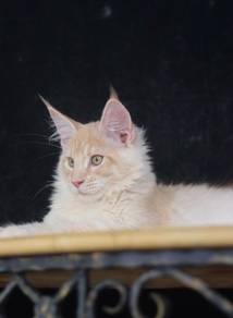 Cameo Maine Coon