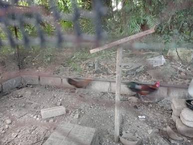 sepasang aym hutan 
