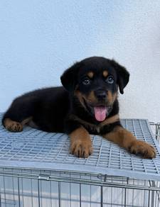 Rottweiler
