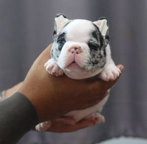 FRENCH BULLDOG PUPPIES VIP119 🌻 Merle  Pattern