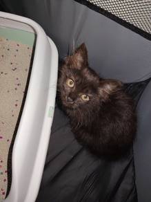 kucing dlh female