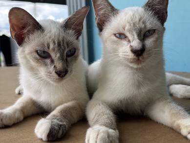 kucing mix siam / siamese cat