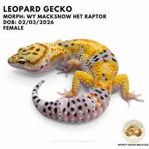 Leopard Gecko White Yellow Macksnow Het Raptor JB
