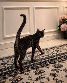 Bengal charcoal rossete (Black)