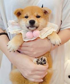Shiba
