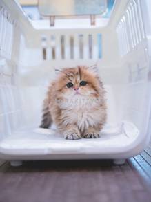 BLH British Longhair Kitten Female - Mikasa