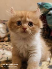 American curl mix dlh
