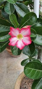 Flower plant