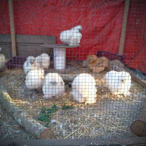 us silkies ayam silkie