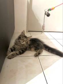 pure mainecoon