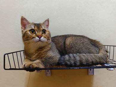 kucing bsh