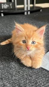 Persian Orange Mainecoon Kitten