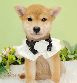 Shiba