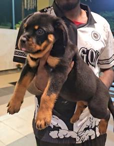 Rottweiler