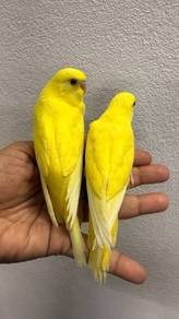 Burung baji anak muda jinak premium 