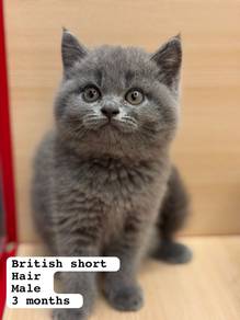 Bsh Blue M