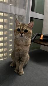 Bsh kitten
