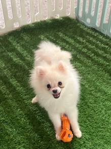 Pomeranian Dog for Sale