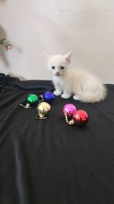 Munchkin Supershort