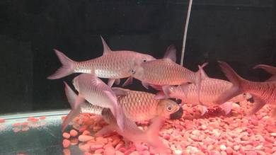 Ikan Tempatan Koleksi 