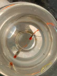 ikan gappy koi short body
