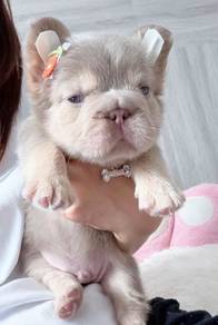 FRENCH BULLDOG PUPPIES VIP138 🌻super fluffy Boy