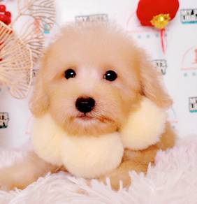 Maltipoo