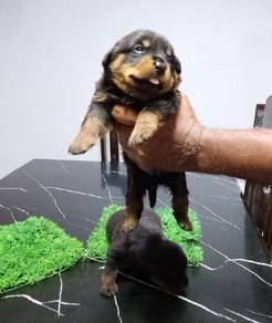 Rottweiler 