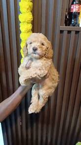 Apricot toy poodle