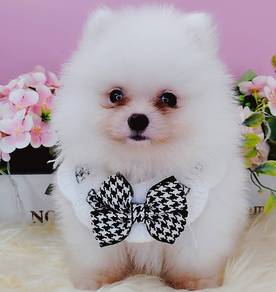 Pomeranian