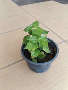 Pokok Cili (Chili plant) for sale 辣椒树