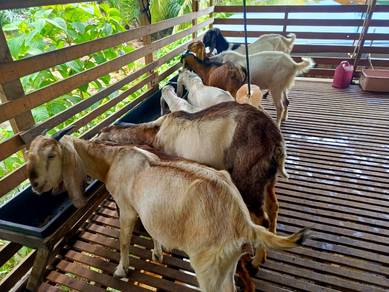 lumsum 12 ekor kambing baka 