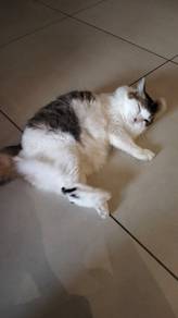 Kucing untuk dijaga