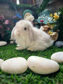 Holland lop