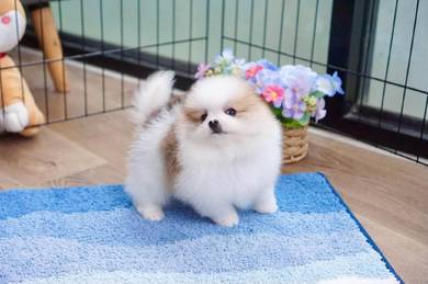 Pomeranian puppies 