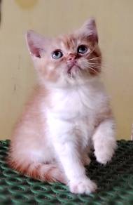 British Shorthair Kitten