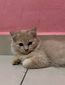 Bsh mix persian