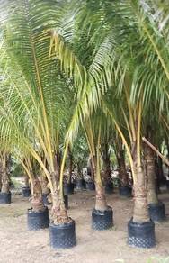 Benih kelapa pandan 12 kaki 15 kaki