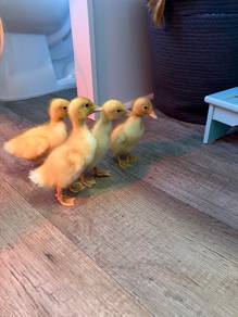 pekin duckling  🦆 anak itik pekin