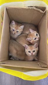 BSH golden kitten