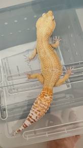 Gecko