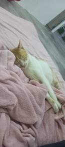 Send a cat for adoption