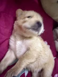 golden mix for adoption