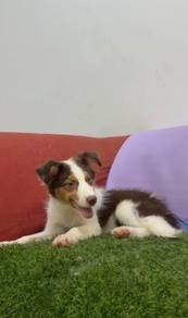 Border collie chocolate mka and microchip