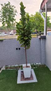 Pokok Ketapang 9 feet