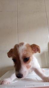 Jack Russell Girl 