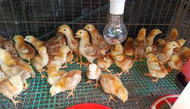 Anak Ayam RIR