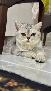 BSH SILVER TABBY for rehome