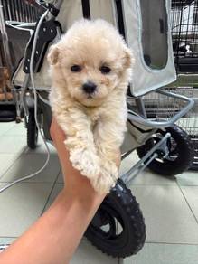 Toy Poodle High Quality cream puppy