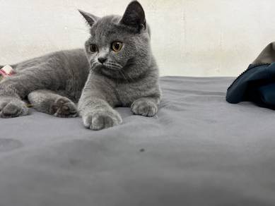 BSH Female